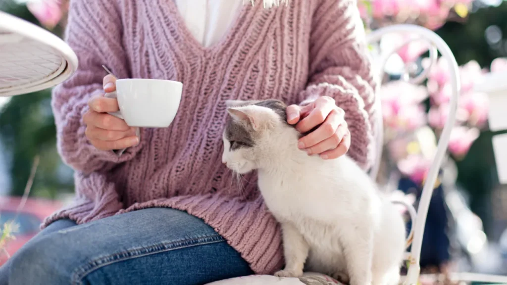 cat cafe in Abu Dhabi