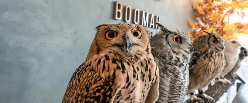 Boomah Abu Dhabi's Owl Cafe view with owls